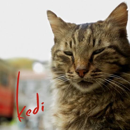 Kedi logo